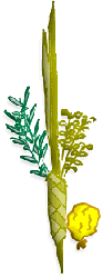 images-lulav-2